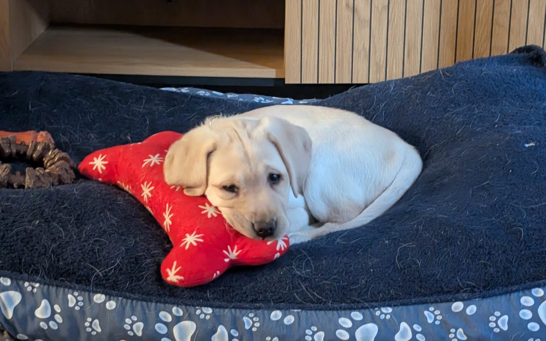 Cruiser | December 2025