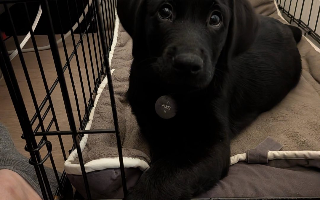 Pixel II | January 2026