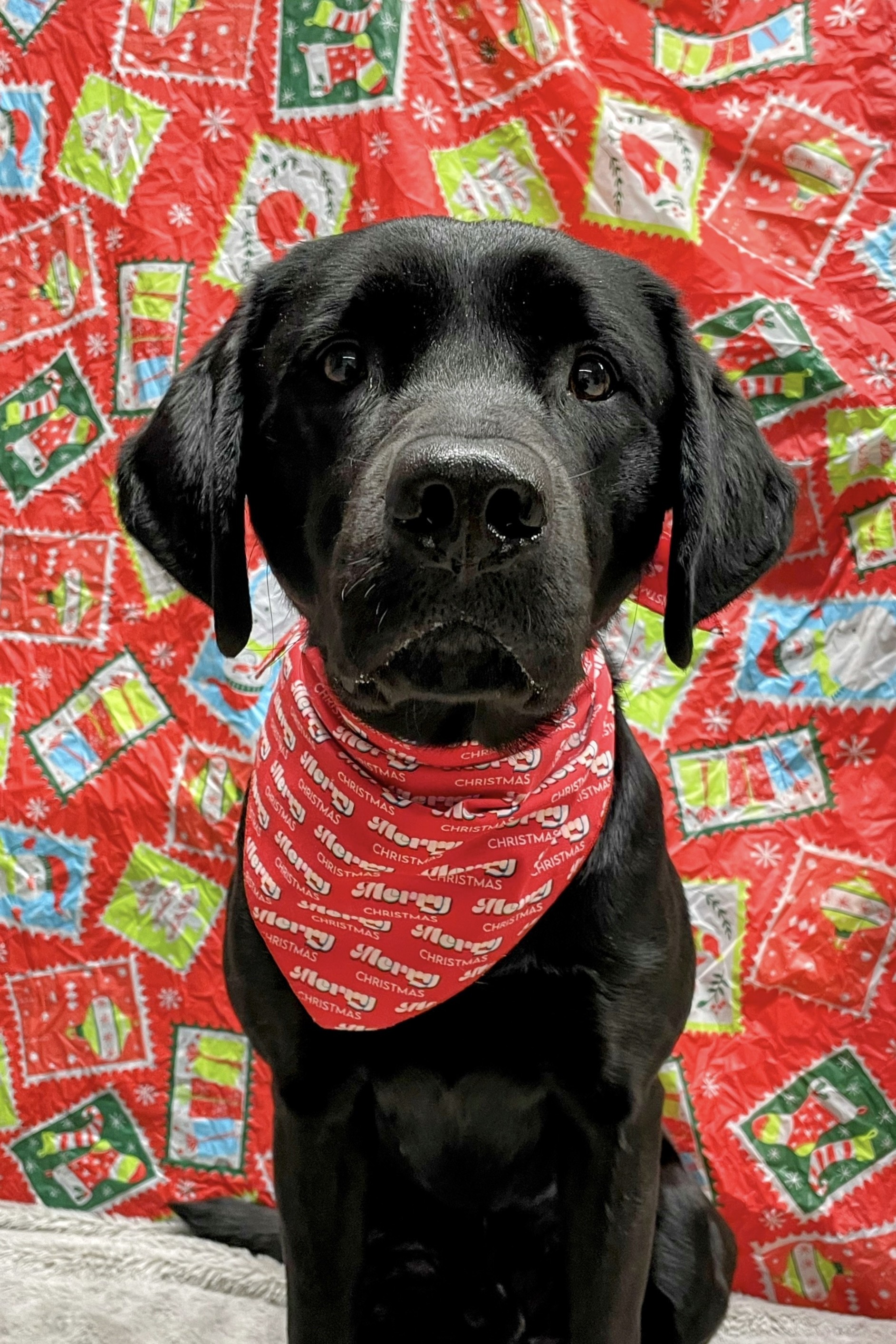 Puzzle | December 2025