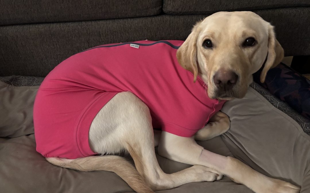 Saphira | December 2025