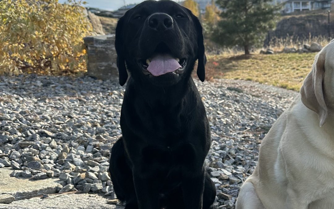 Spyro | November 2025