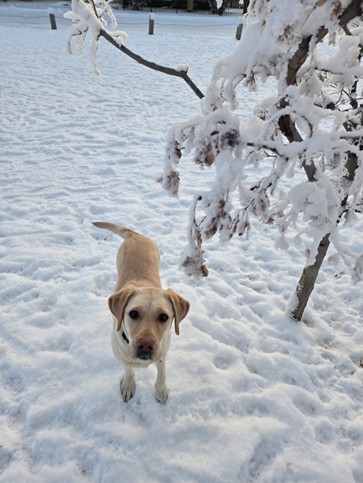 Sylvan II | December 2025