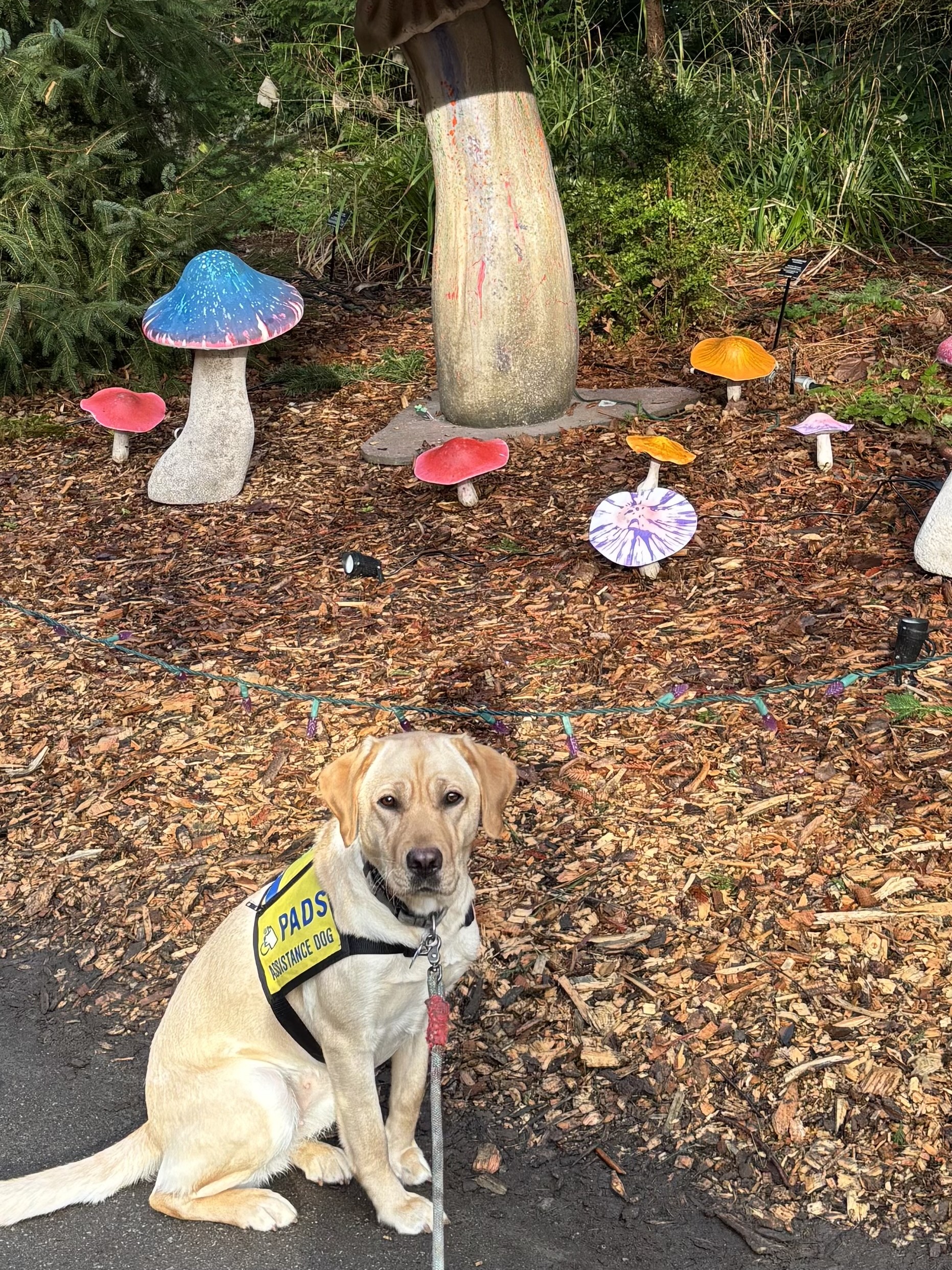 Teenie | December 2025