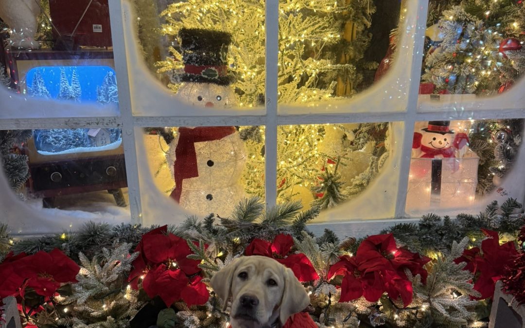 Zuby | December 2025