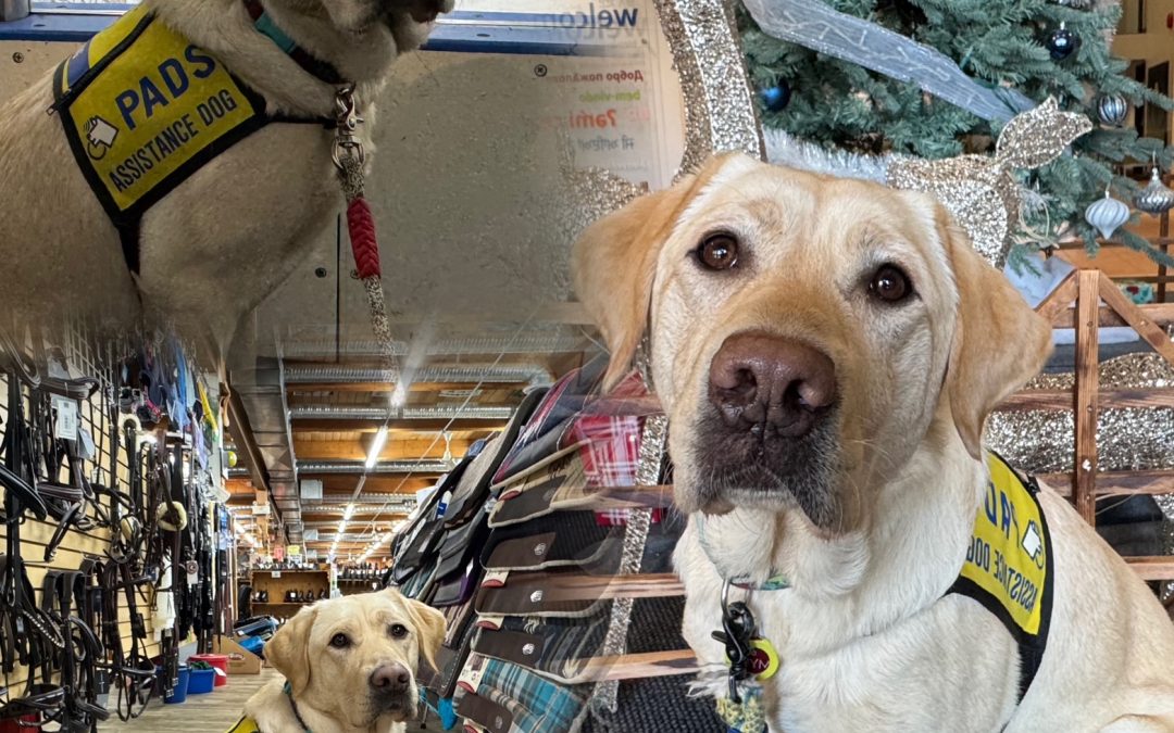 Myra | December 2025