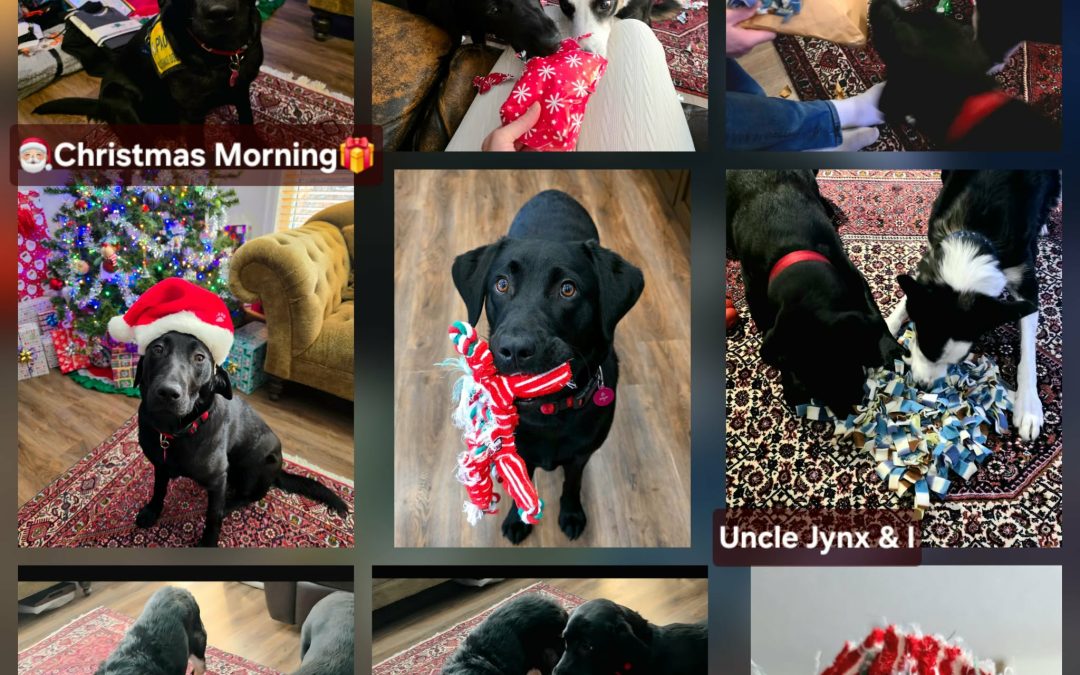 Shelby II | December 2025