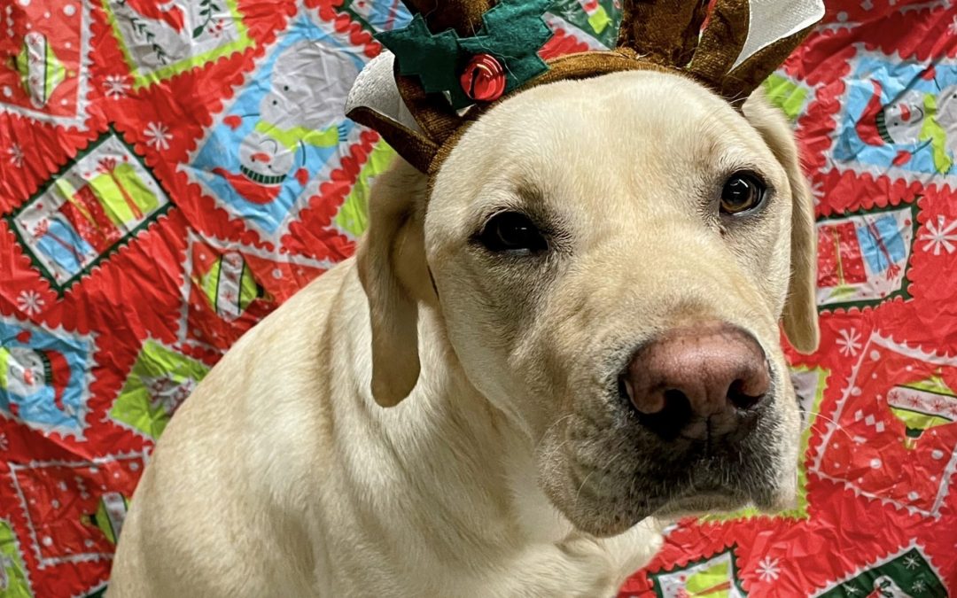 Golly | December 2025