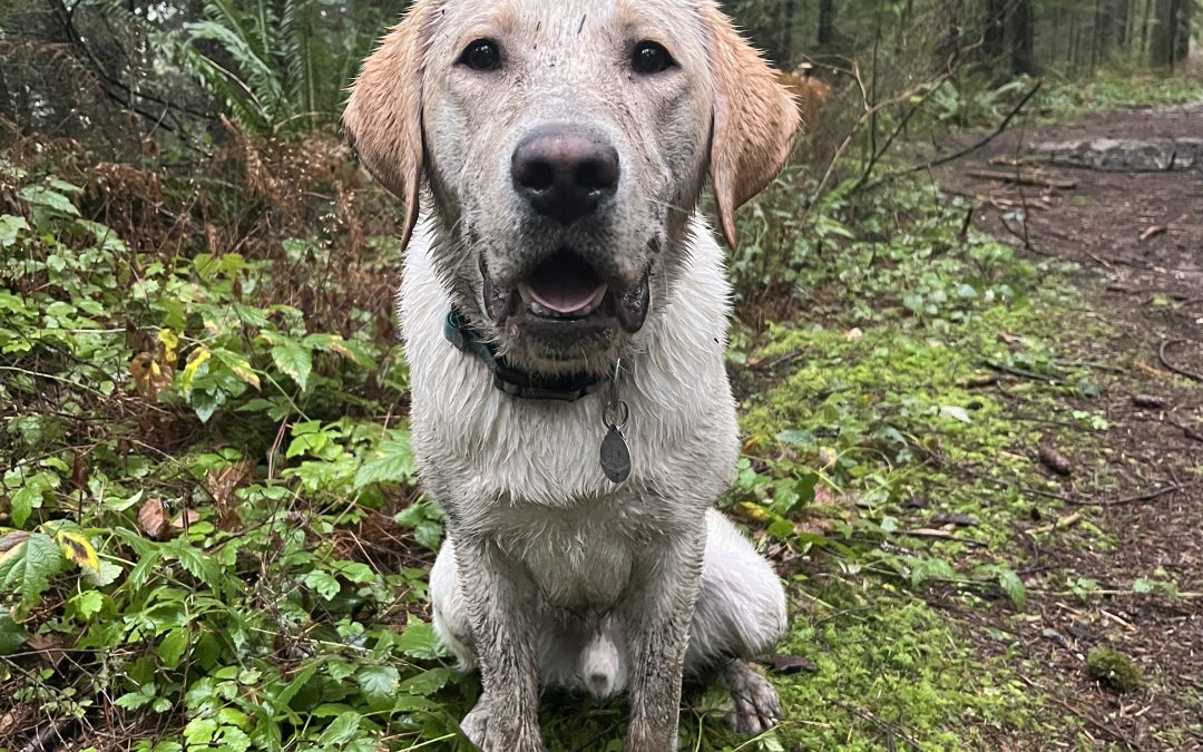 Blanco | January 2026