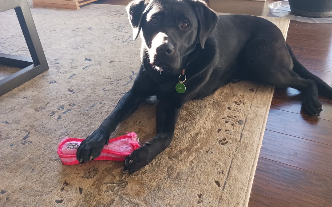 Donora | January 2026