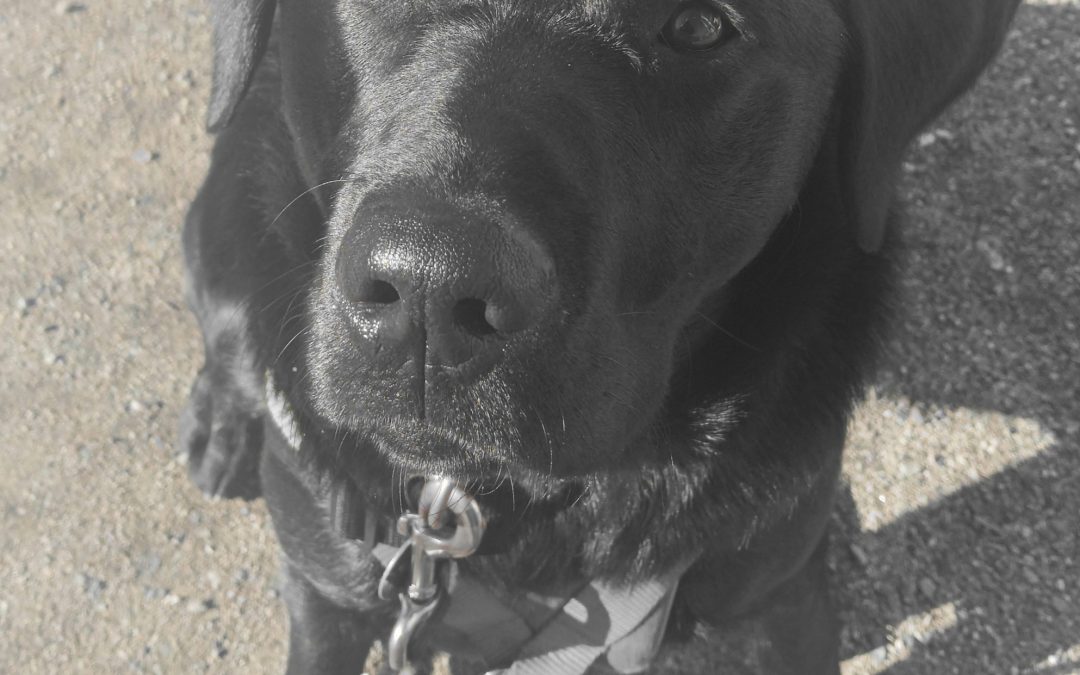 Donora | February 2026