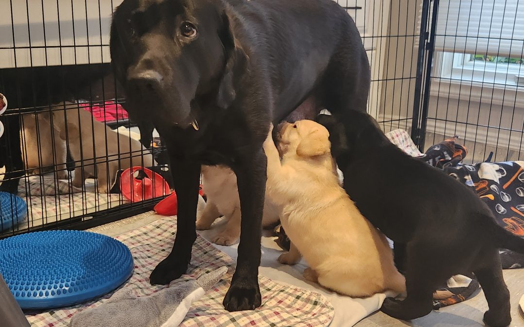 Ponsu | January 2026