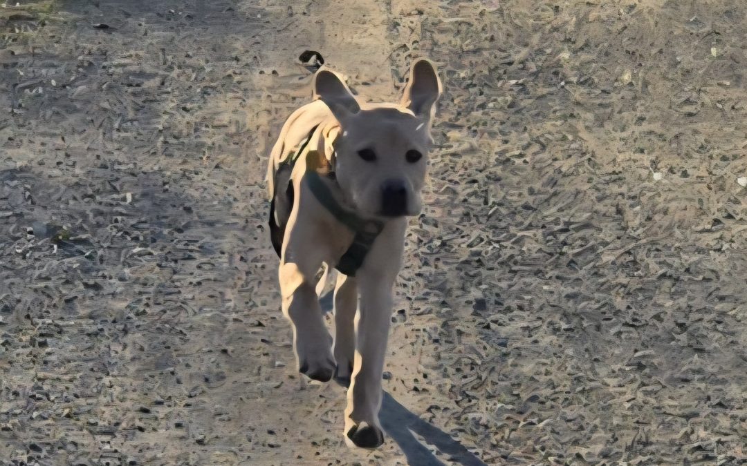 Glover | January 2026