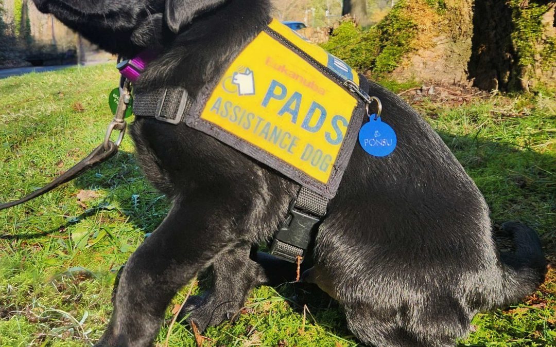 Ponsu | January 2026