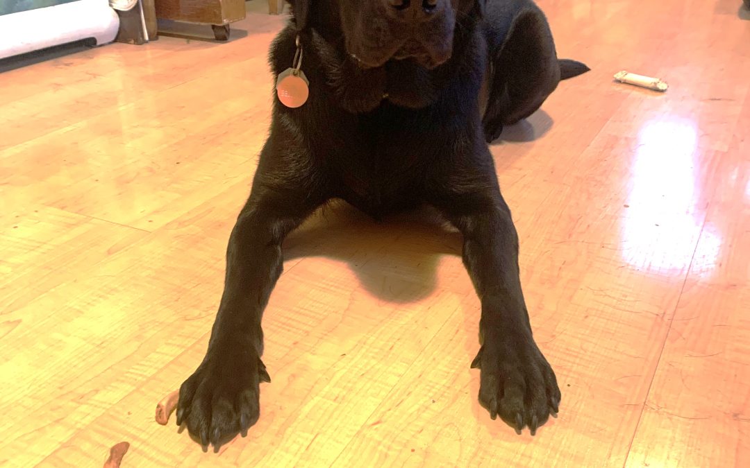 Belle IV | January 2026