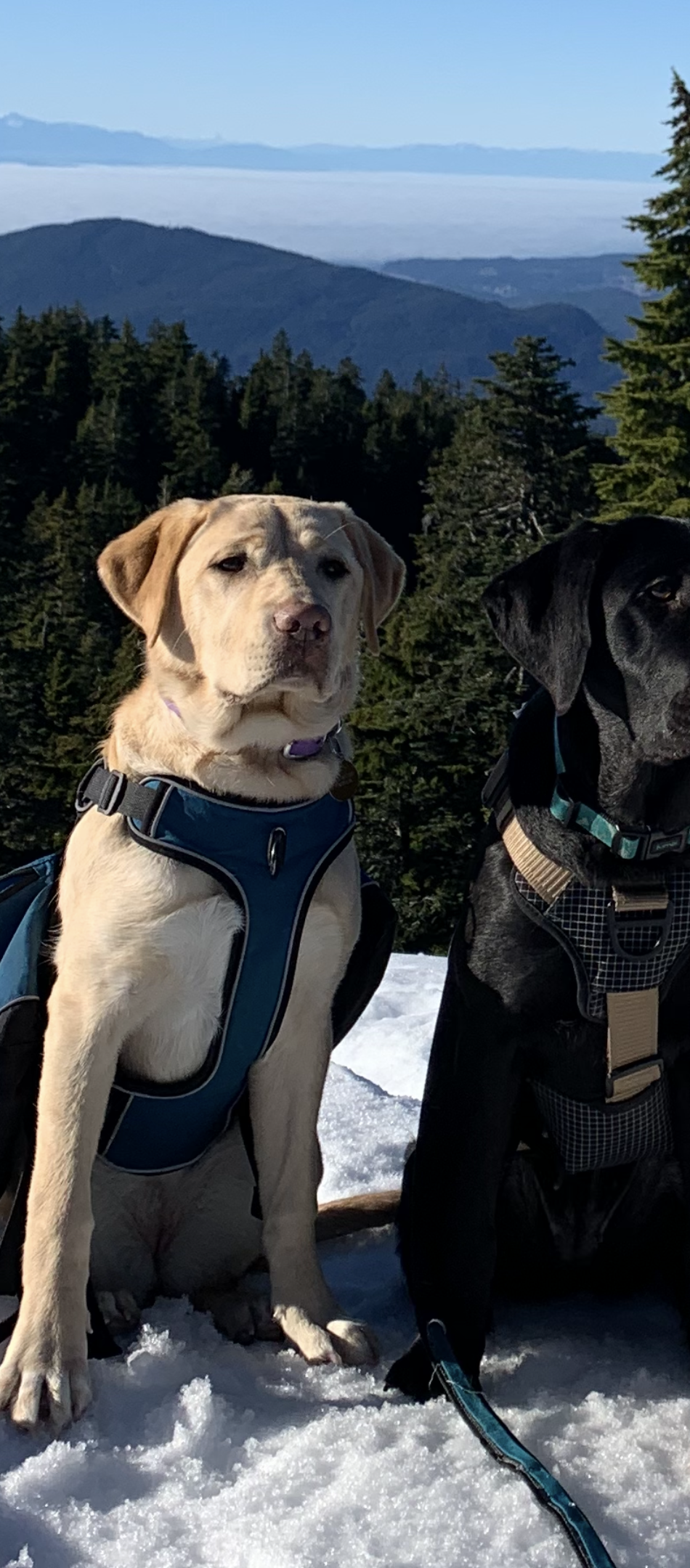 Bonnie II | January 2026