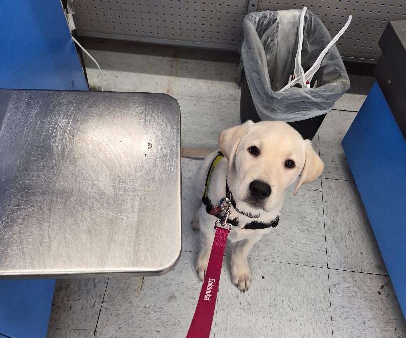 Chilko | January 2026