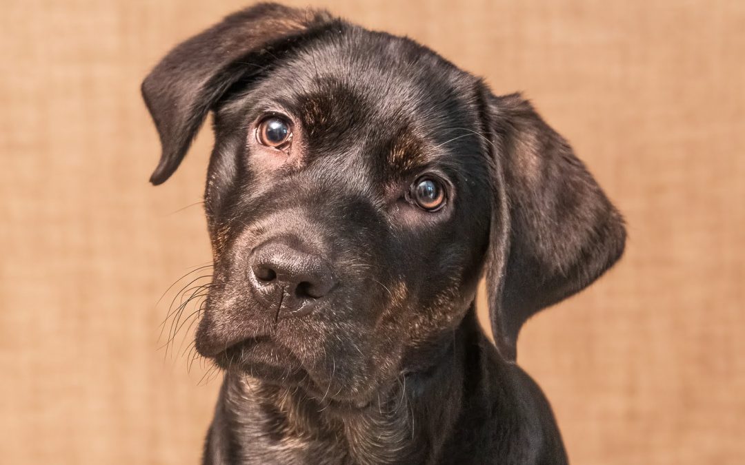 Jingle II | January 2026