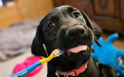 Pet Dental Health Month