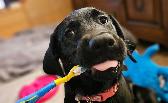 Pet Dental Health Month
