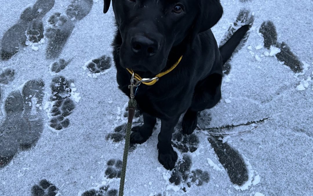 Donner II | January 2026