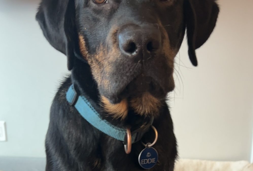 Eddie III | January 2026