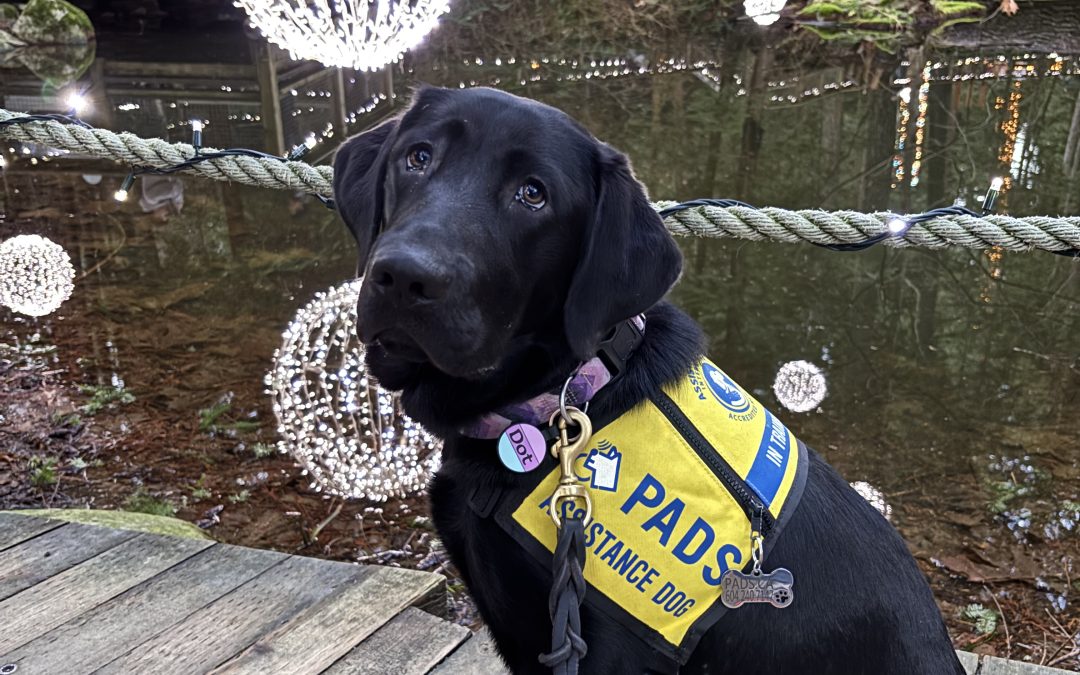 Dot II | January 2026