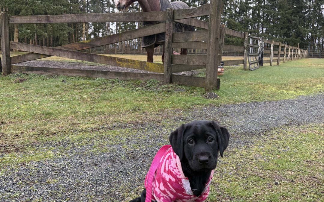 Angel III | January 2026