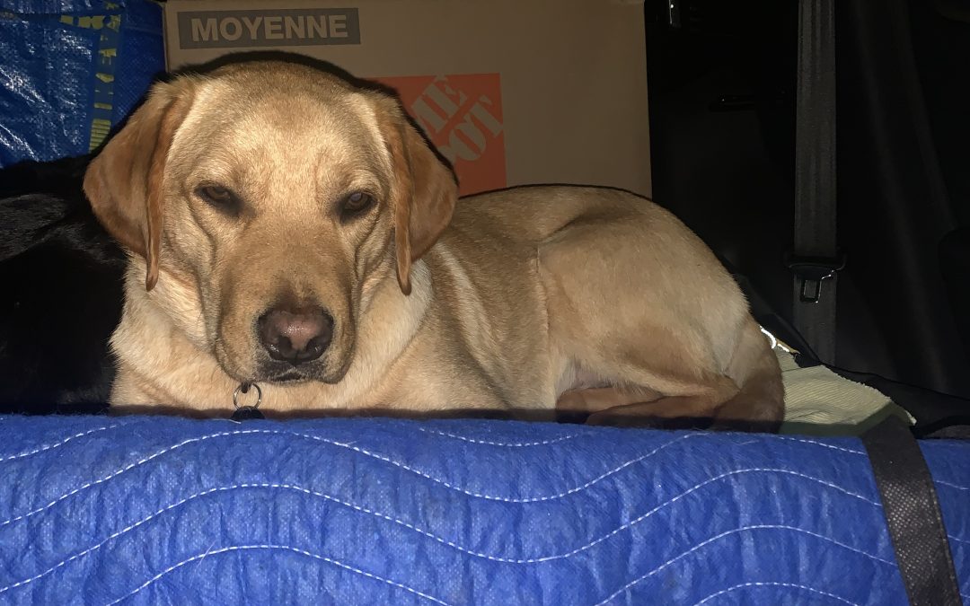 Goaldie | February 2026