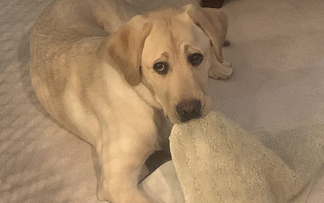 Jasper III | January 2026