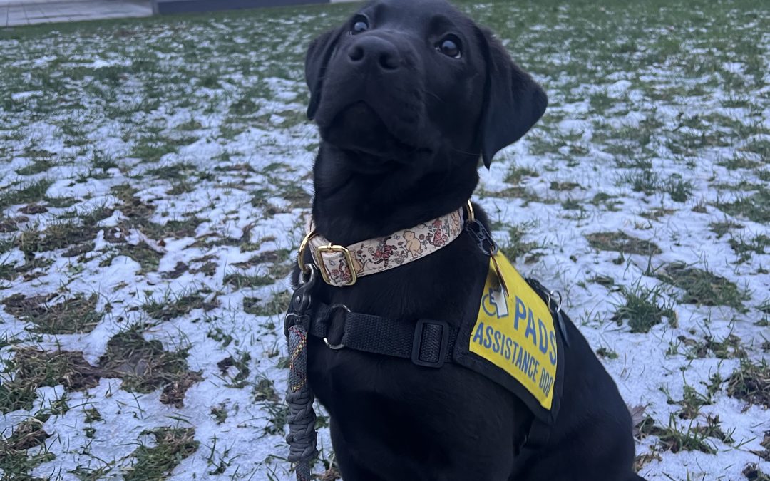 Chester II | January 2026