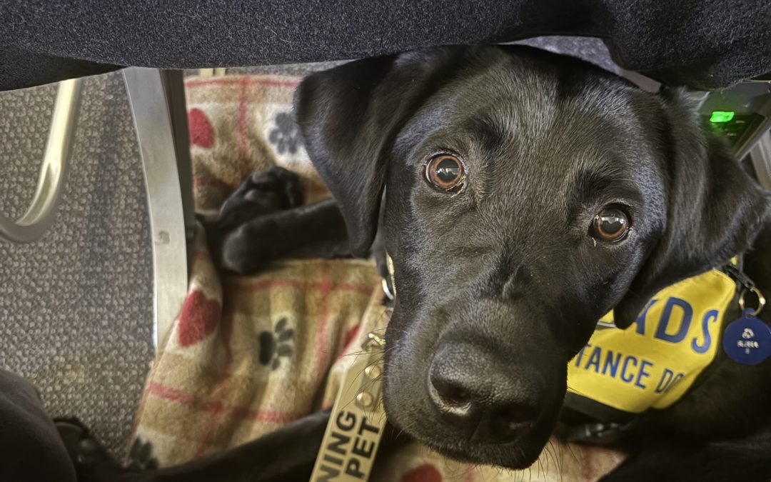 Bubba II | February 2026