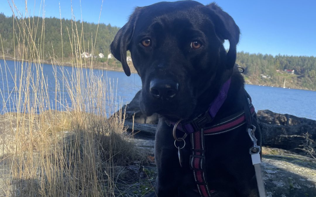 Cynder | January 2026