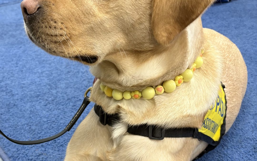 Buddy II | January 2026