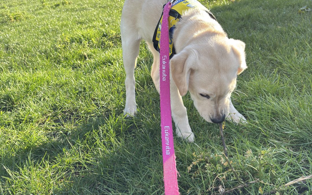 Nellie | February 2026