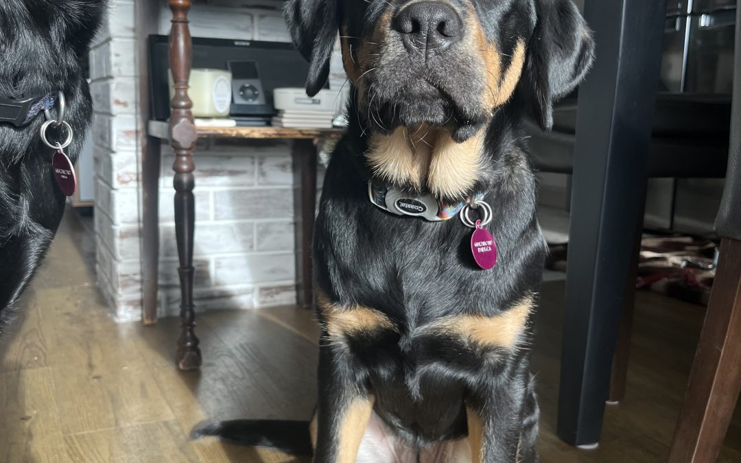 Elsie | January 2026