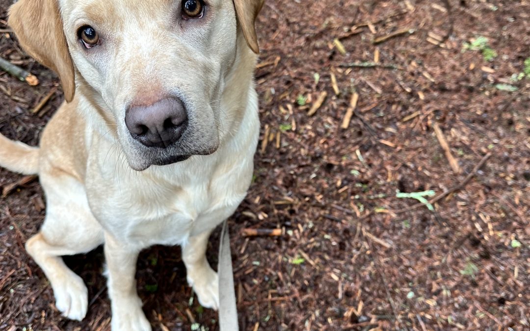 Pandora | January 2026