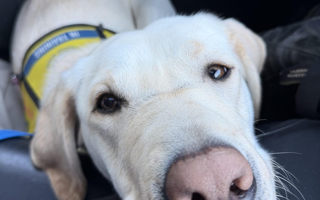 Gem II | January 2026