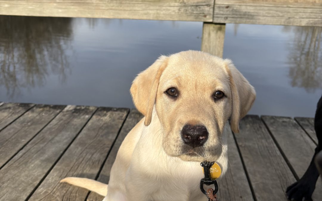 Spirit IV | February 2026