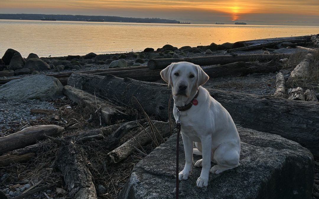 Mushu | January 2026