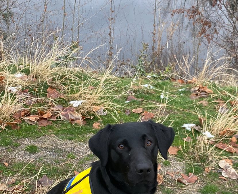 Goose II | January 2026