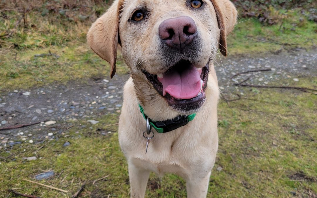 Toffee | January 2026