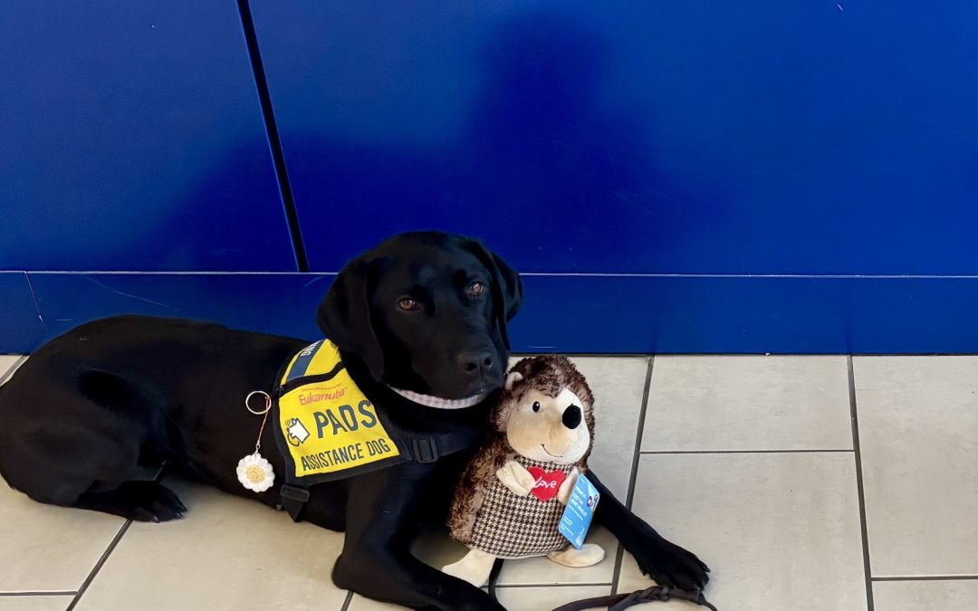 Meadow II | February 2026