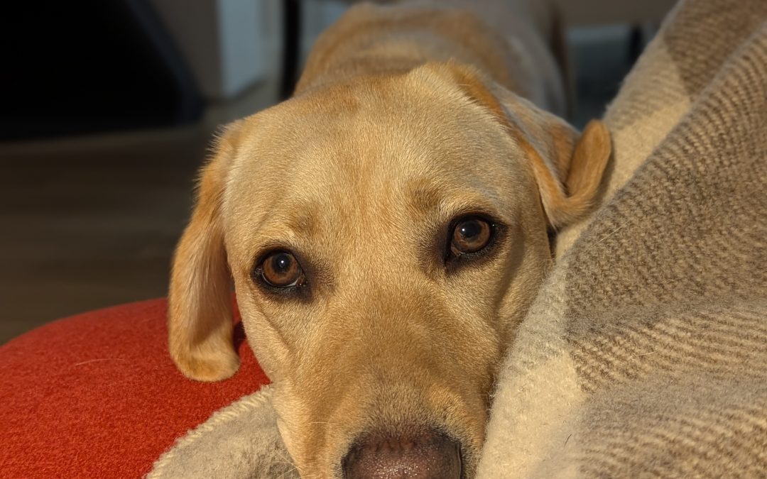 Patty | January 2026