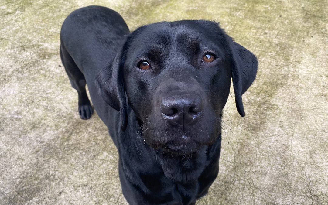 Poppy III | January 2026