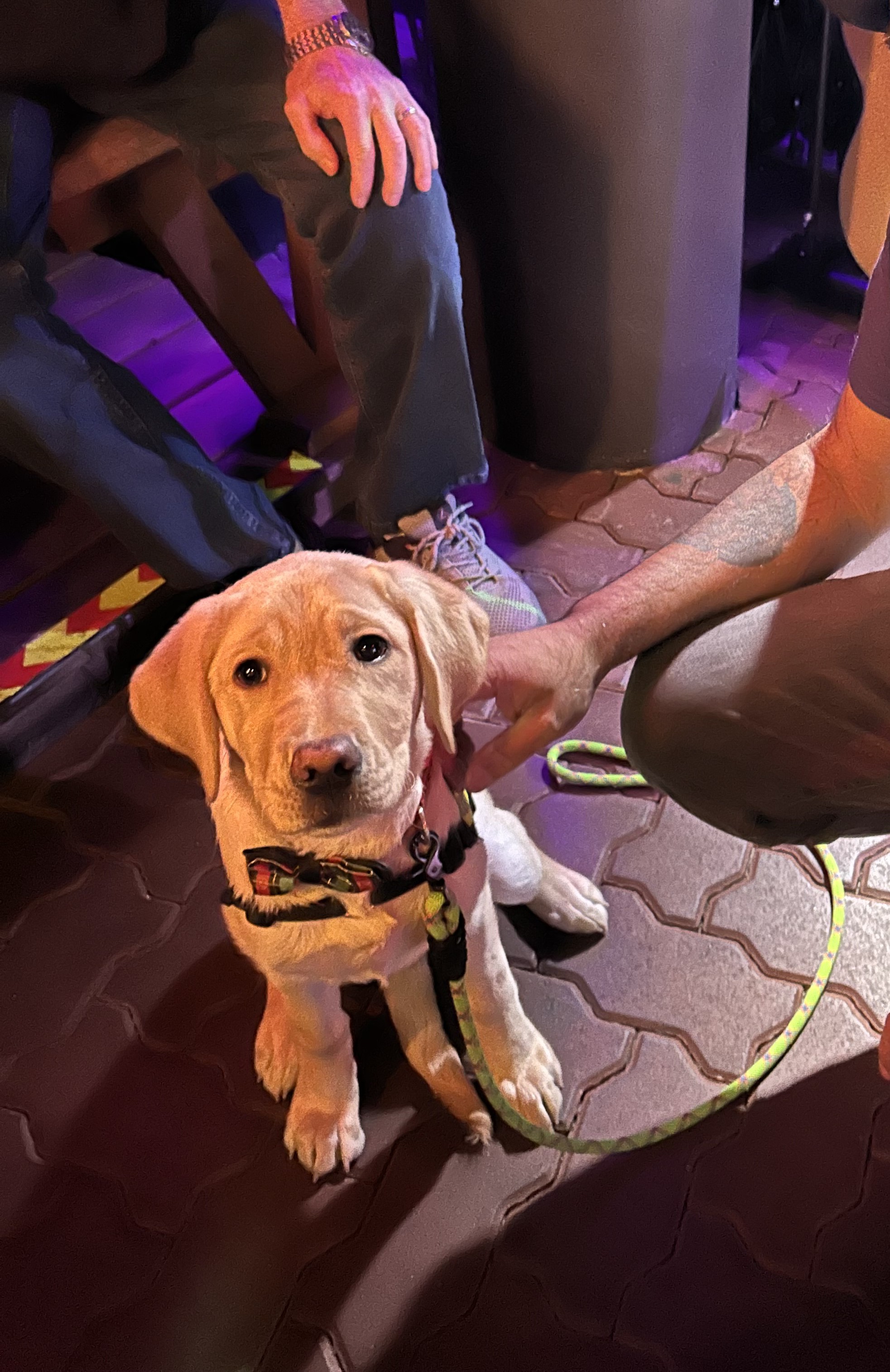 Royal II | January 2026