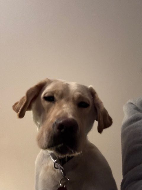 Saphira | January 2026