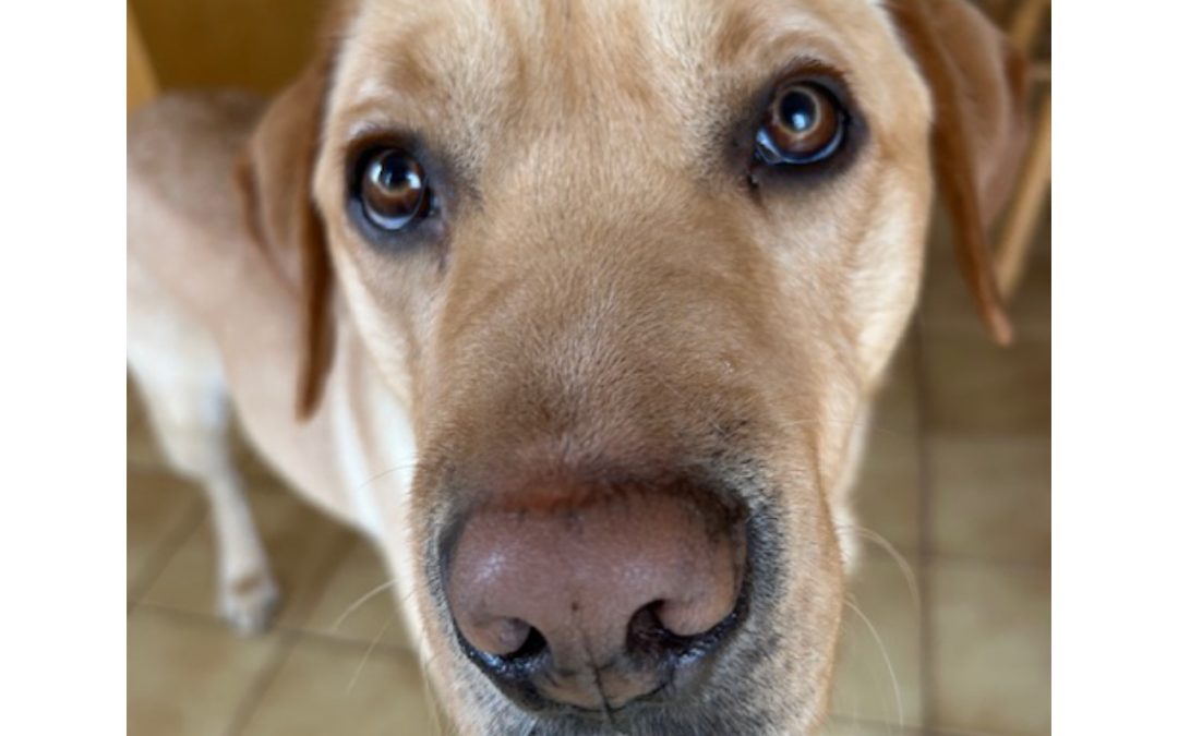 Steller | February 2026