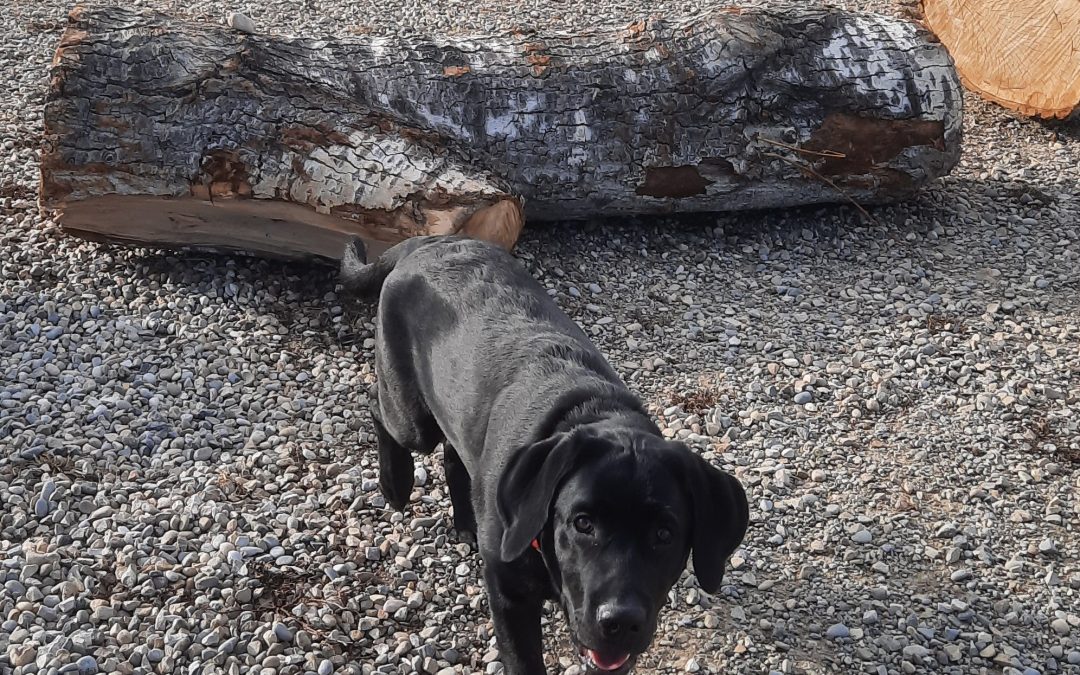 Tank | February 2026