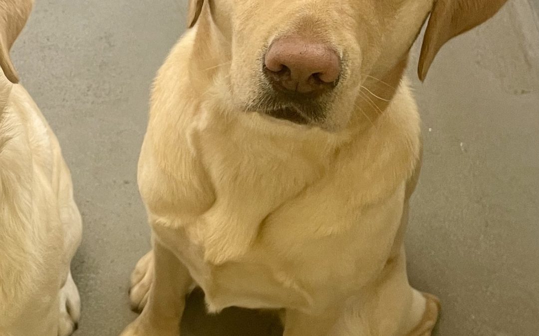 Tesla | January 2026