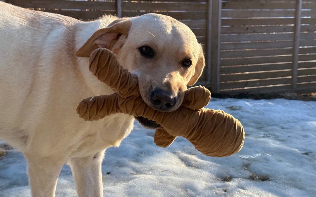 Tattor | January 2026